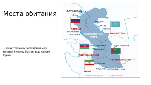 Места обитания  - живут только в Каспийском море, начиная с севера Каспия и до самого Ирана. 