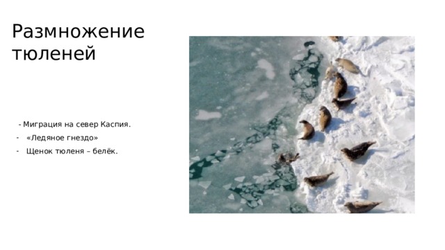 Размножение тюленей  - Миграция на север Каспия. «Ледяное гнездо» Щенок тюленя – белёк. 
