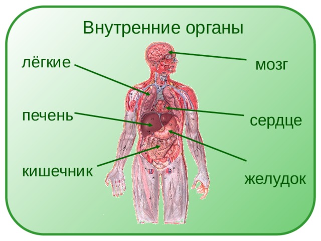 Внутренние органы лёгкие мозг печень сердце кишечник желудок 
