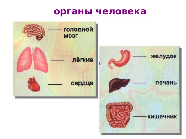  органы человека 
