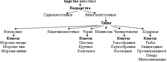 Царство животные схема