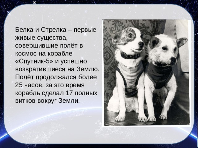 Белка и Стрелка – первые живые существа, совершившие полёт в космос на корабле «Спутник-5» и успешно возвратившиеся на Землю. Полёт продолжался более 25 часов, за это время корабль сделал 17 полных витков вокруг Земли.  