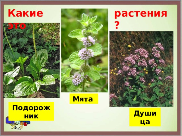 Какие это растения? Мята Подорожник Душица 