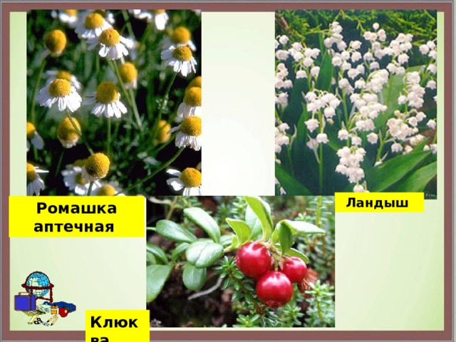 Ландыш Ромашка аптечная Клюква 