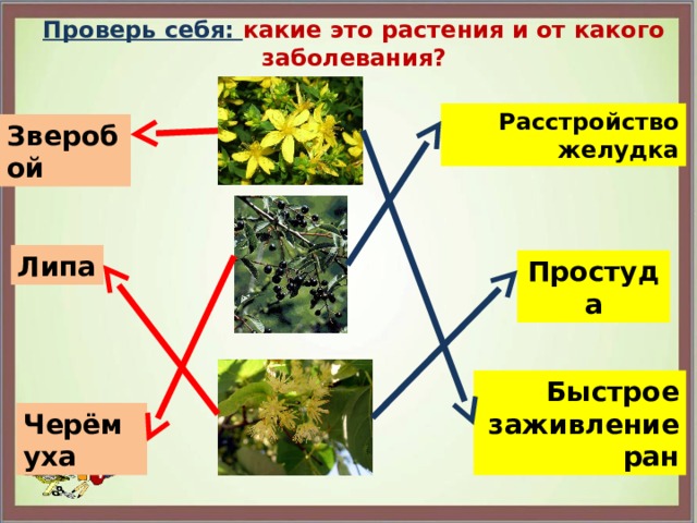 Проверь себя: какие это растения и от какого заболевания? Расстройство желудка Зверобой Липа Простуда Быстрое заживление ран Черёмуха  