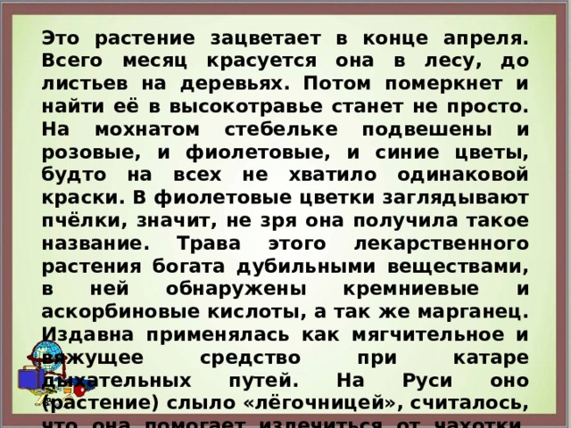 Это растение зацветает в конце апреля. Всего месяц красуется она в лесу, до листьев на деревьях. Потом померкнет и найти её в высокотравье станет не просто. На мохнатом стебельке подвешены и розовые, и фиолетовые, и синие цветы, будто на всех не хватило одинаковой краски. В фиолетовые цветки заглядывают пчёлки, значит, не зря она получила такое название. Трава этого лекарственного растения богата дубильными веществами, в ней обнаружены кремниевые и аскорбиновые кислоты, а так же марганец. Издавна применялась как мягчительное и вяжущее средство при катаре дыхательных путей. На Руси оно (растение) слыло «лёгочницей», считалось, что она помогает излечиться от чахотки. Мало остаётся лесной травки, поэтому зазорно вязать из неё букетики.  