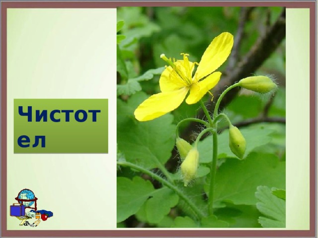 Чистотел 