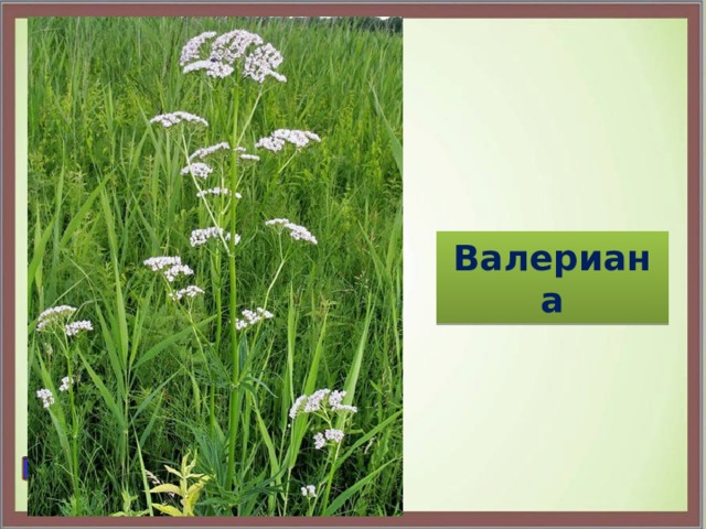 Валериана 