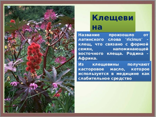 Клещевина Название произошло от латинского слова 'ricinus' - клещ, что связано с формой семян, напоминающей восточного клеща. Родина - Африка. Из клещевины получают касторовое масло, которое используется в медицине как слабительное средство 