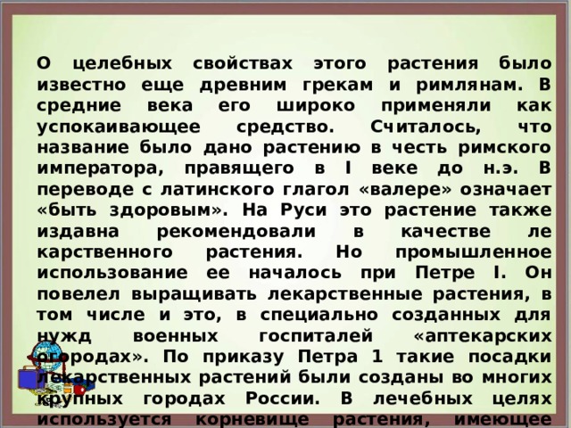 О целебных свойствах этого растения было известно еще древним грекам и римлянам. В средние века его широко применяли как успокаивающее средство. Считалось, что название было дано растению в честь римского императора, правящего в I веке до н.э. В переводе с латинского глагол «валере» означает «быть здоровым». На Руси это растение также издавна рекомендовали в качестве ле­карственного растения. Но промышленное использование ее нача­лось при Петре I. Он повелел выращивать лекарственные растения, в том числе и это, в специально созданных для нужд военных госпиталей «аптекарских огородах». По приказу Петра 1 такие по­садки лекарственных растений были созданы во многих крупных городах России. В лечебных целях используется корневище растения, имеющее характерный запах. Очевидно, что некоторые свойства этого растения способствова­ли возникновению народных названий: кошачья трава, кошачий корень, ладаница, земляной ладан.  