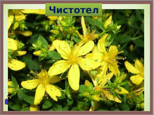 Чистотел 