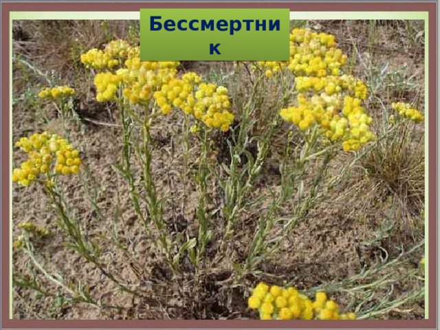 Бессмертник 