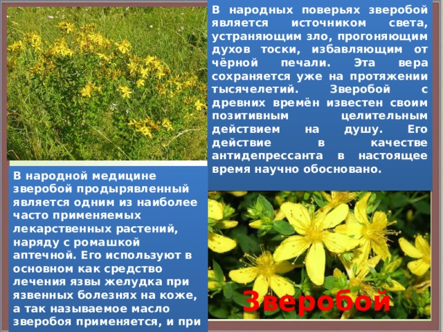 В народных поверьях зверобой является источником света, устраняющим зло, прогоняющим духов тоски, избавляющим от чёрной печали. Эта вера сохраняется уже на протяжении тысячелетий. Зверобой с древних времён известен своим позитивным целительным действием на душу. Его действие в качестве антидепрессанта в настоящее время научно обосновано.  В народной медицине зверобой продырявленный является одним из наиболее часто применяемых лекарственных растений, наряду с ромашкой аптечной. Его используют в основном как средство лечения язвы желудка при язвенных болезнях на коже, а так называемое масло зверобоя применяется, и при стоматитах и т.д.   Зверобой 