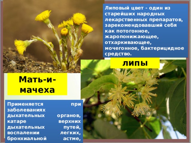 Липовый цвет - один из старейших народных лекарственных препаратов, зарекомендовавший себя как потогонное, жаропонижающее, отхаркивающее, мочегонное, бактерицидное средство. Цветы липы Мать-и-мачеха Применяется при заболеваниях дыхательных органов, катаре верхних дыхательных путей, воспалении легких, бронхиальной астме, ангине.  