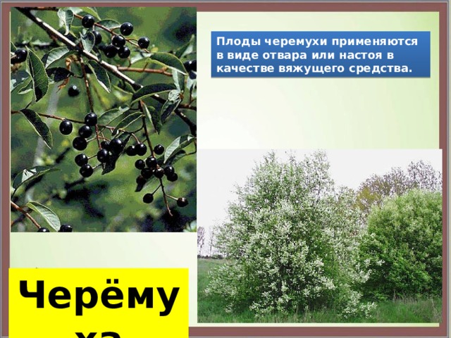 Плоды черемухи применяются в виде отвара или настоя в качестве вяжущего средства. Черёмуха 