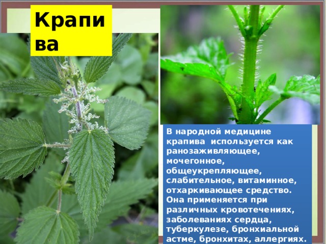 Крапива В народной медицине крапива используется как ранозаживляющее, мочегонное, общеукрепляющее, слабительное, витаминное, отхаркивающее средство. Она применяется при различных кровотечениях, заболеваниях сердца, туберкулезе, бронхиальной астме, бронхитах, аллергиях. Наружно - при ранах, кровотечениях, кожных заболеваниях, для укрепления волос. 