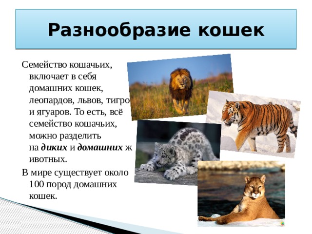 Роль кошачьих в природе и жизни человека. Презентация на тему семейство кошачьих. Презентация осемейство кошачьих. Причины многообразия кошек. Синоним к слову семейство кошачьих.