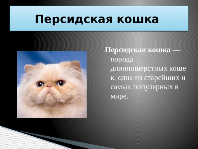 Роль кошачьих в природе и жизни человека. Презентация кошки в жизни человека. Персидская кошка презентация для детей. Rjifxmb роль в природе и жизни человека.