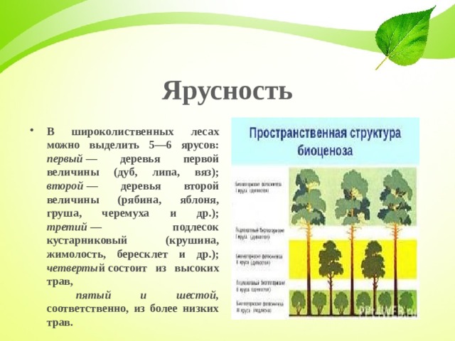 Ярусность В широколиственных лесах можно выделить 5—6 ярусов:  первый  — деревья первой величины (дуб, липа, вяз);  второй  — деревья второй величины (рябина, яблоня, груша, черемуха и др.);  третий  — подлесок кустарниковый (крушина, жимолость, бересклет и др.);  четверты й состоит из высоких трав,   пятый и шестой, соответственно, из более низких трав. 