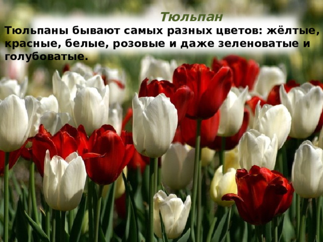  Тюльпан Тюльпаны бывают самых разных цветов: жёлтые, красные, белые, розовые и даже зеленоватые и голубоватые. 