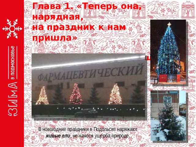 Глава 1. «Теперь она, нарядная, на праздник к нам пришла»  1.1. «Ёлка в гости приглашает» В новогодние праздники в Подольске наряжают живые ели , не нанося ущерба природе. 