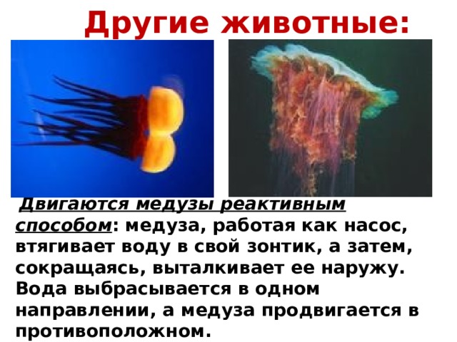 Другие животные:  Двигаются медузы реактивным способом : медуза, работая как насос, втягивает воду в свой зонтик, а затем, сокращаясь, выталкивает ее наружу. Вода выбрасывается в одном направлении, а медуза продвигается в противоположном. 