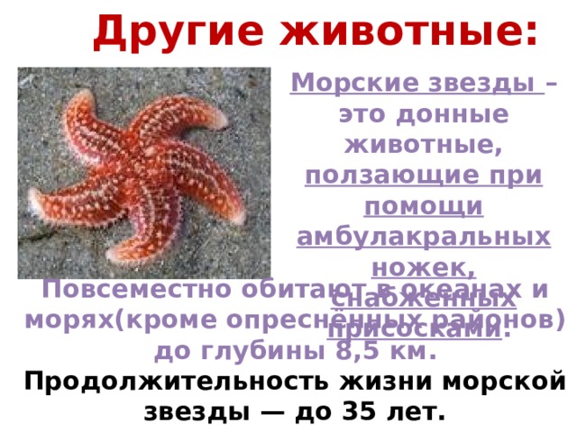 Другие животные: Морские звезды – это донные животные, ползающие при помощи амбулакральных ножек, снабженных присосками . Повсеместно обитают в океанах и морях(кроме опреснённых районов) до глубины 8,5 км.  Продолжительность жизни морской звезды — до 35 лет.  