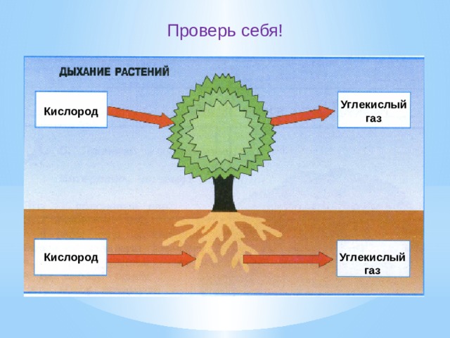 Проверь себя! Углекислый газ Кислород Кислород Углекислый газ 