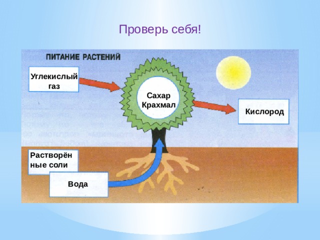 Проверь себя! Углекислый газ Сахар Крахмал Кислород Растворённые соли Вода 