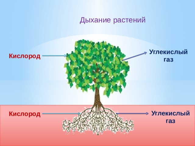 Дыхание растений Углекислый газ Кислород Углекислый газ Кислород 