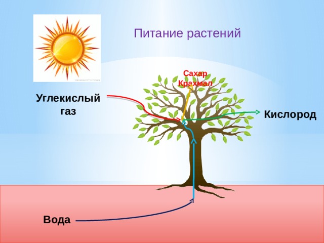 Питание растений Сахар Крахмал Углекислый газ Кислород Вода 