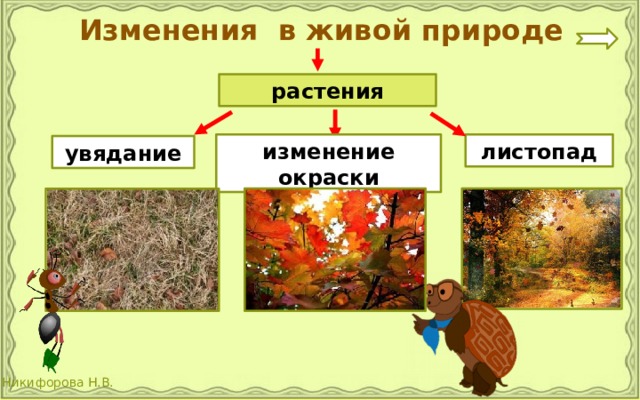 Сентябрь изменение. Изменения в живой природе осенью. Сезонные изменения в живой природе осенью. Явления живой природы осенью. Осенние изменения в живой природе 2.