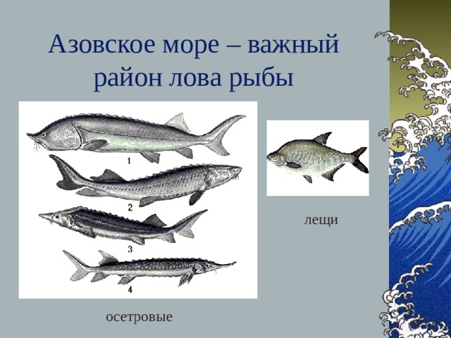 Азовское море – важный район лова рыбы лещи осетровые 