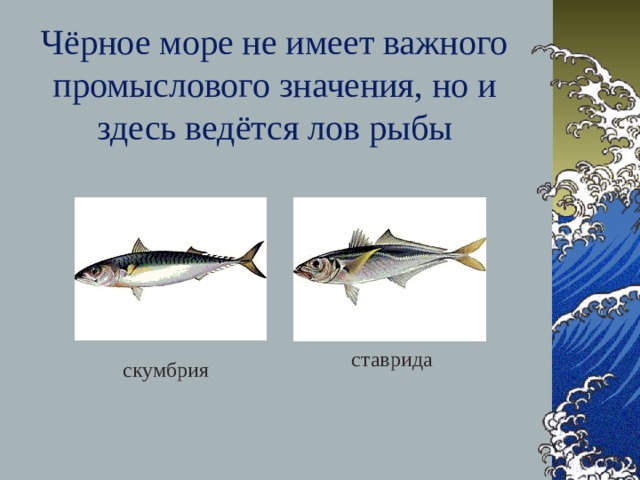 Чёрное море не имеет важного промыслового значения, но и здесь ведётся лов рыбы ставрида скумбрия 