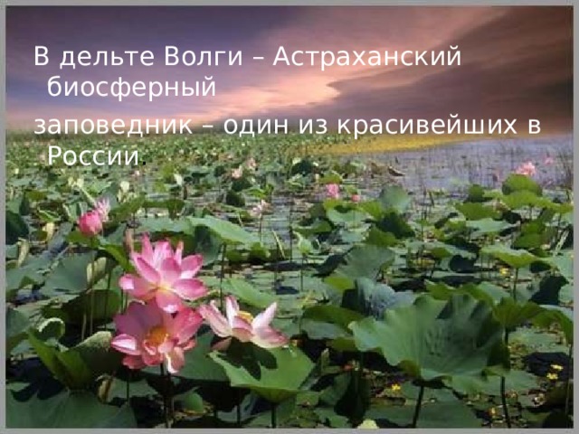  В дельте Волги – Астраханский биосферный  заповедник – один из красивейших в России . 