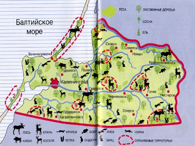 Флора калининградской области в картинках с названиями