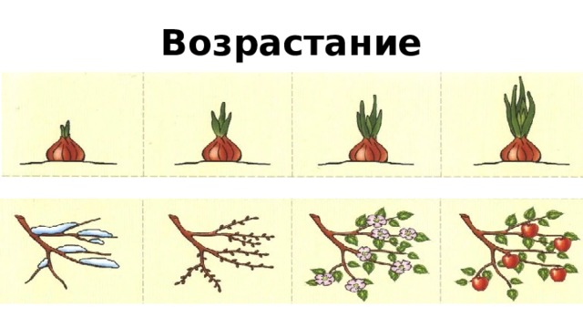 Возрастание 