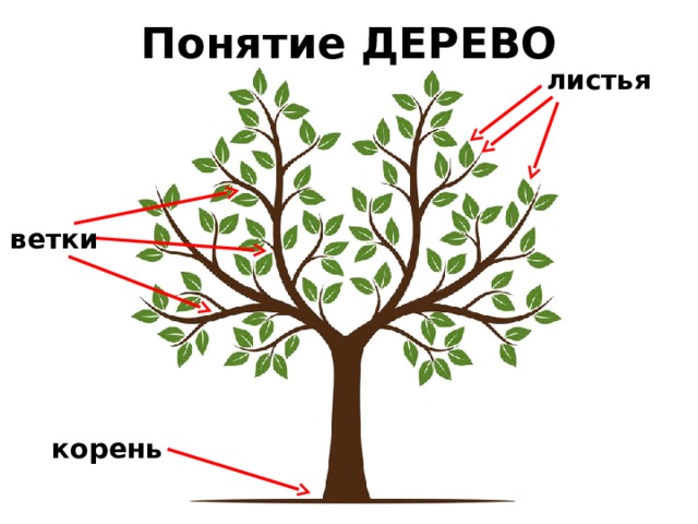 Ветвях какое число. Дерево понятий. Понятия "дерево процессов".. Ветки и корни.