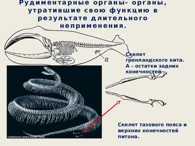 Рассмотрите рисунок 3 на котором представлены часть скелета питона птица киви скелет кита