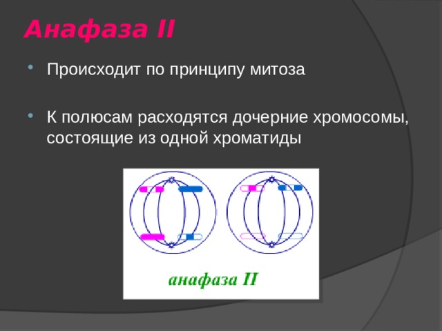 Анафаза II Происходит по принципу митоза К полюсам расходятся дочерние хромосомы, состоящие из одной хроматиды 