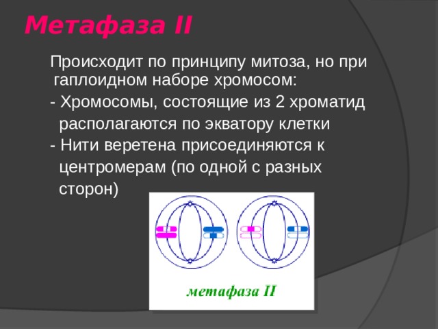 Метафаза II  Происходит по принципу митоза, но при гаплоидном наборе хромосом:  - Хромосомы, состоящие из 2 хроматид  располагаются по экватору клетки  - Нити веретена присоединяются к  центромерам (по одной с разных  сторон) 