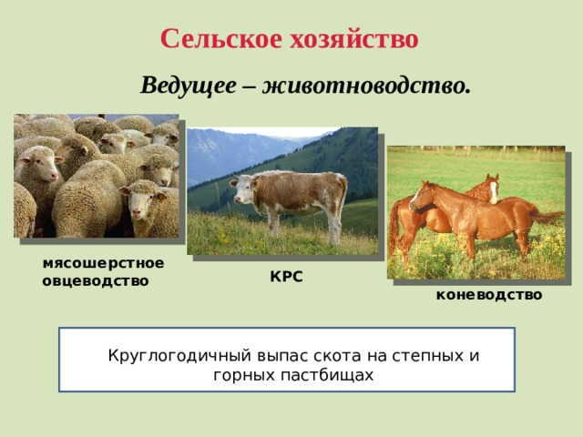 Сельское хозяйство  Ведущее – животноводство.  мясошерстное овцеводство КРС коневодство Круглогодичный выпас скота на степных и горных пастбищах 