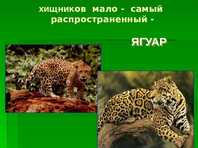 Научный текст про ягуара. Информация о Ягуаре. Сообщение о Ягуаре. Ягуар презентация. Ягуар природная зона.