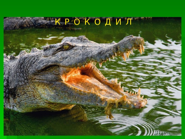 КРОКОДИЛ 