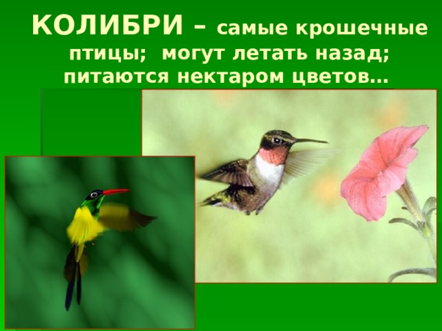 КОЛИБРИ – самые крошечные птицы; могут летать назад; питаются нектаром цветов… 