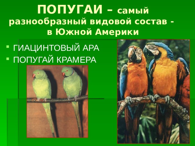 ПОПУГАИ – самый разнообразный видовой состав -  в Южной Америки ГИАЦИНТОВЫЙ АРА ПОПУГАЙ КРАМЕРА 