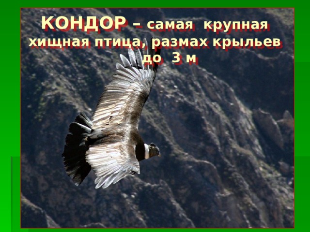   КОНДОР – самая крупная хищная птица, размах крыльев до 3 м     
