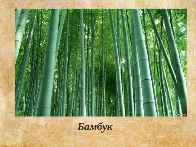 Бамбук 