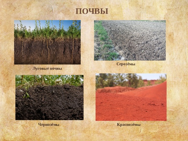  Почвы Серозёмы   Луговые почвы   Чернозёмы   Краснозёмы   