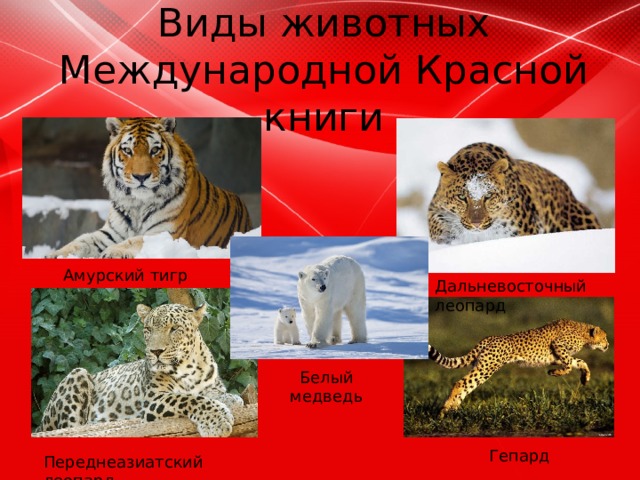Виды животных Международной Красной книги    Амурский тигр Дальневосточный леопард Белый медведь Гепард Переднеазиатский леопард